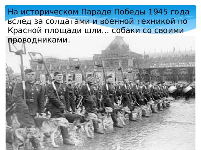 На историческом Параде Победы 1945 года вслед за солдатами и военной техникой по Красной площади шли… собаки со своими проводниками. 