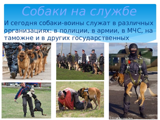  Собаки на службе И сегодня собаки-воины служат в различных организациях: в полиции, в армии, в МЧС, на таможне и в других государственных организациях 