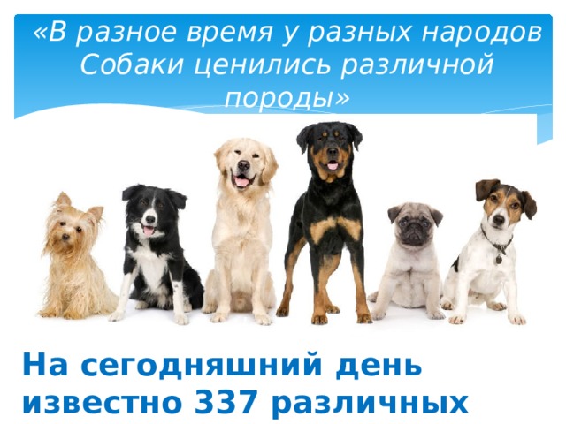 «В разное время у разных народов  Собаки ценились различной породы» На сегодняшний день известно 337 различных пород собак. 