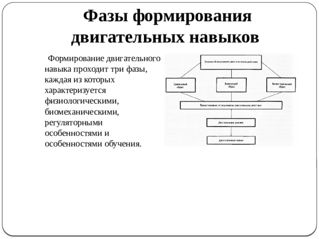 Три фазы образования двигательного навыка