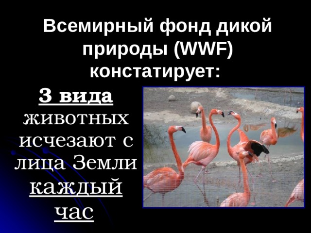 Всемирный фонд дикой природы (WWF) констатирует:  3 вида  животных исчезают с лица Земли каждый час