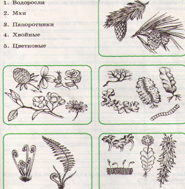 Контрольная работа царство растения 7 класс. Проверочная работа по теме растения. Проверочная работа по теме «царство растений и животных». Проверочная работа по теме растения 2 класс. Царство растений рисунок.