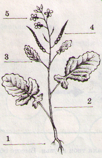 Подпишите названия растений органы которых изображены на рисунке