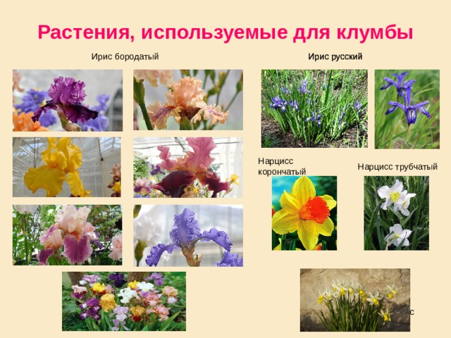 Растения, используемые для клумбы Ирис бородатый Ирис русский Ирис русский Нарцисс корончатый Нарцисс трубчатый Нарцисс 