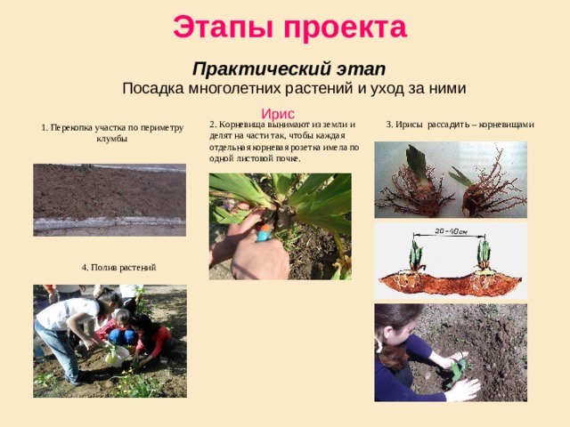 Этапы проекта   Практический этап  Ирис   Посадка многолетних растений и уход за ними 1. Перекопка участка по периметру клумбы 3. Ирисы расса дить – корневищами 2. Корневища вынимают из земли и делят на части так, чтобы каждая отдельная корневая розетка имела по одной листовой почке. 4. Полив растений 