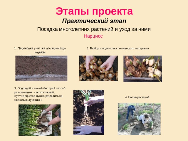Этапы проекта  Практический этап Посадка многолетних растений и уход за ними Нарцисс 1. Перекопка участка по периметру клумбы 2. Выбор и подготовка посадочного материала 3. Основной и самый быстрый способ размножения – вегетативный. Куст нарциссов нужно разделить на несколько луковичек 4. Полив растений 