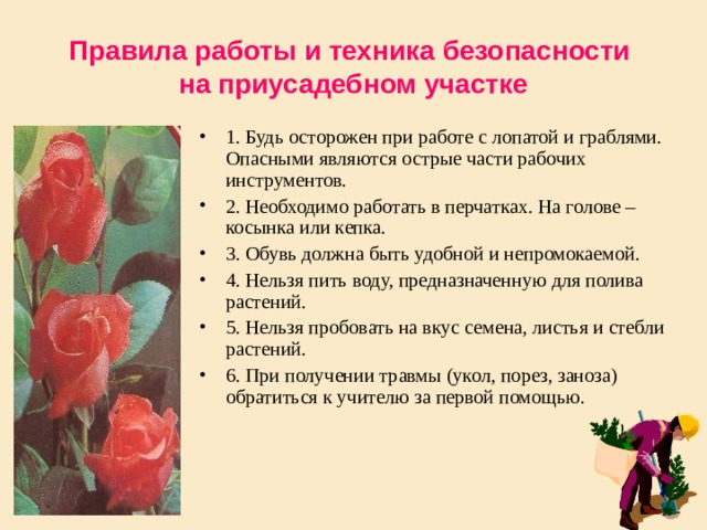 Правила работы и техника безопасности  на приусадебном участке 1. Будь осторожен при работе с лопатой и граблями. Опасными являются острые части рабочих инструментов. 2. Необходимо работать в перчатках. На голове – косынка или кепка. 3. Обувь должна быть удобной и непромокаемой. 4. Нельзя пить воду, предназначенную для полива растений. 5. Нельзя пробовать на вкус семена, листья и стебли растений. 6. При получении травмы (укол, порез, заноза) обратиться к учителю за первой помощью. 