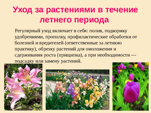 Уход за растениями в течение летнего периода   Регулярный уход включает в себя: полив, подкормку удобрениями, прополку, профилактические обработки от болезней и вредителей (ответственные за летнюю практику), обрезку растений для омоложения и сдерживания роста (прищипка), а при необходимости — подсадку или замену растений. 