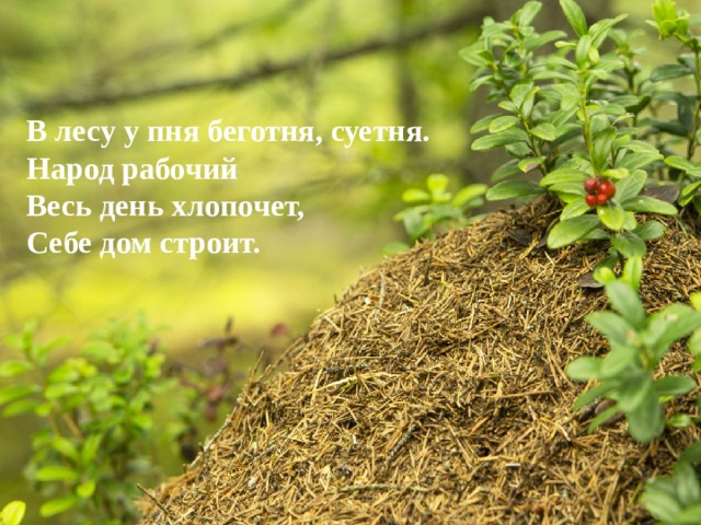 В лесу у пня беготня суетня народ рабочий весь день хлопочет себе дом строит