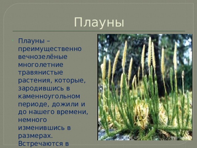 Хвощи и плауны это многолетние чаще. Плауны 5 класс биология. Плауны 7 класс. Плауны 7 класс биология. Плауны 6 класс.