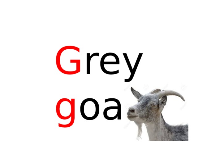 G rey g oat 