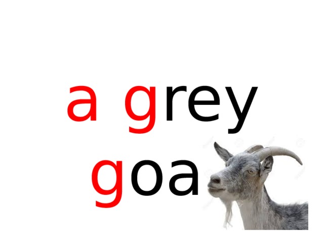 a g rey g oat 