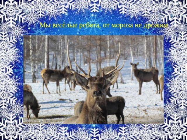Мы весёлые ребята, от мороза не дрожим . 
