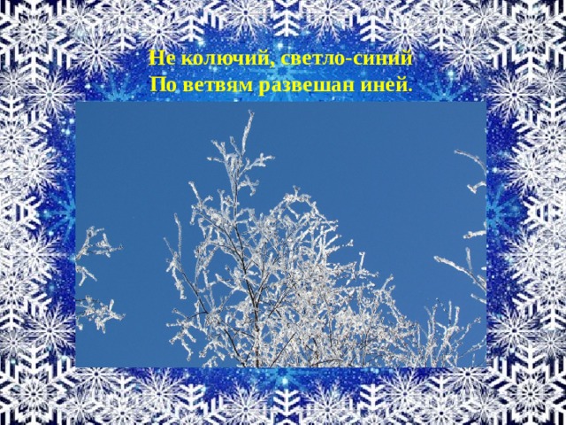 Тороватый. Не колючий светло-синий. Светло синий иней. Не колючий светло-синий по ветвям развешан иней. По ветвям развешан иней.