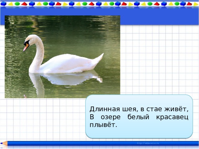 Длинная шея, в стае живёт, В озере белый красавец плывёт. 