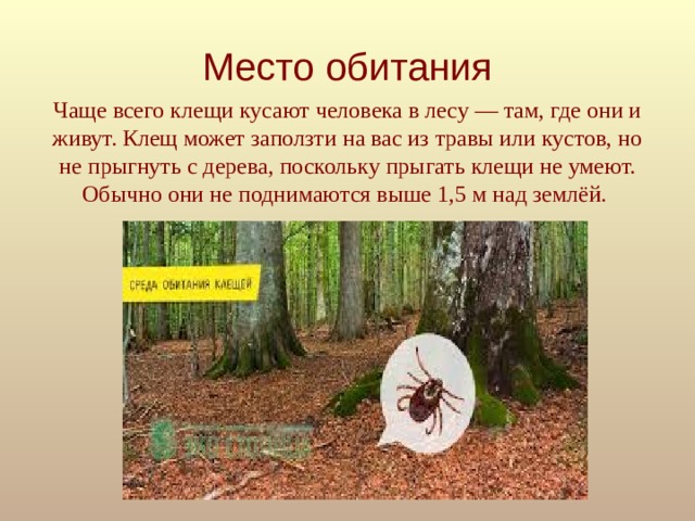 Живут ли клещи на деревьях. Нде чаще всегообииают клещи. Клещи в лесу где живут. Места обитания клещей. На каких деревьях водятся клещи.