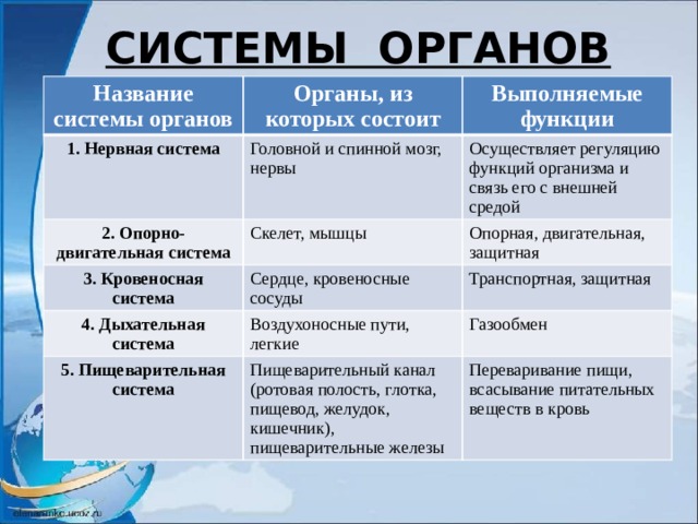  СИСТЕМЫ ОРГАНОВ Название системы органов Органы, из которых состоит 1. Нервная система Выполняемые функции Головной и спинной мозг, нервы 2. Опорно-двигательная система Осуществляет регуляцию функций организма и связь его с внешней средой Скелет, мышцы 3. Кровеносная система 4. Дыхательная система Опорная, двигательная, защитная Сердце, кровеносные сосуды Транспортная, защитная Воздухоносные пути, легкие 5. Пищеварительная система Газообмен Пищеварительный канал (ротовая полость, глотка, пищевод, желудок, кишечник), пищеварительные железы Переваривание пищи, всасывание питательных веществ в кровь 