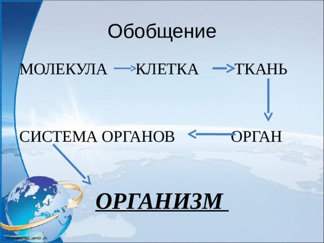Обобщение МОЛЕКУЛА КЛЕТКА ТКАНЬ СИСТЕМА ОРГАНОВ ОРГАН ОРГАНИЗМ 