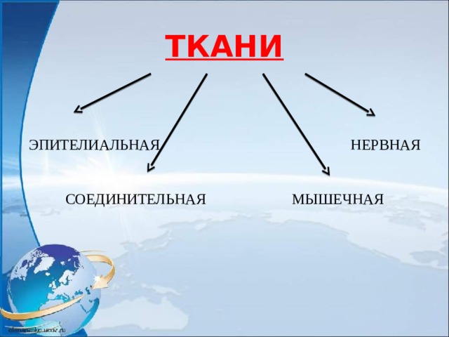 ТКАНИ    ЭПИТЕЛИАЛЬНАЯ НЕРВНАЯ   СОЕДИНИТЕЛЬНАЯ МЫШЕЧНАЯ   