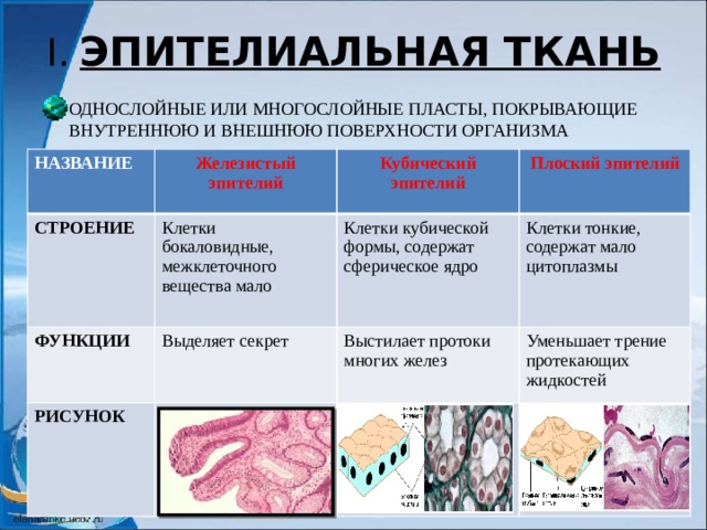 Строение женского организма картинки