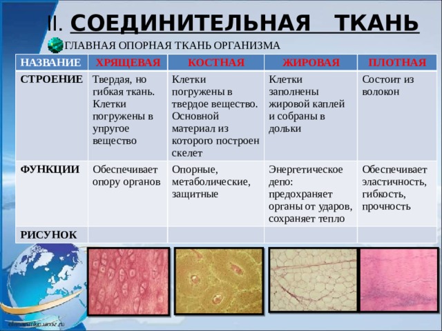 Ткани человека и их функции таблица с рисунками