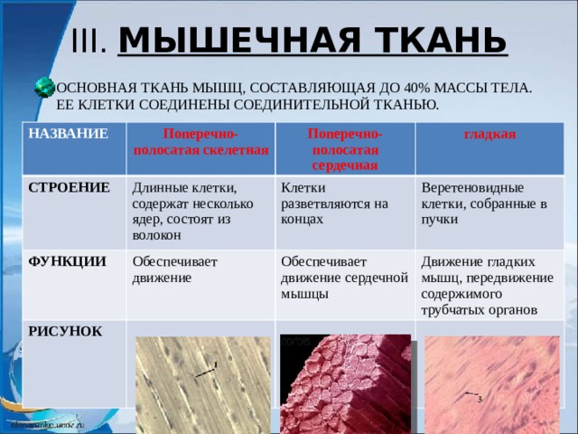III. МЫШЕЧНАЯ ТКАНЬ ОСНОВНАЯ ТКАНЬ МЫШЦ, СОСТАВЛЯЮЩАЯ ДО 40% МАССЫ ТЕЛА. ЕЕ КЛЕТКИ СОЕДИНЕНЫ СОЕДИНИТЕЛЬНОЙ ТКАНЬЮ. НАЗВАНИЕ Поперечно-полосатая скелетная СТРОЕНИЕ Длинные клетки, содержат несколько ядер, состоят из волокон ФУНКЦИИ Поперечно-полосатая сердечная РИСУНОК Обеспечивает движение Клетки разветвляются на концах гладкая Веретеновидные клетки, собранные в пучки Обеспечивает движение сердечной мышцы Движение гладких мышц, передвижение содержимого трубчатых органов 