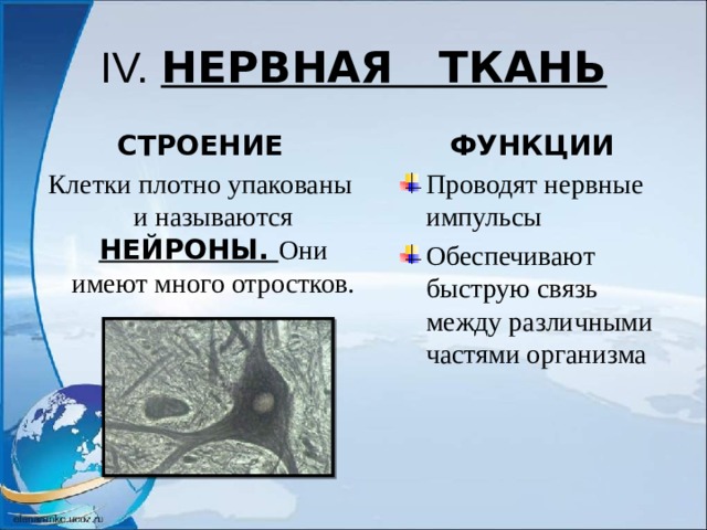 IV. НЕРВНАЯ ТКАНЬ СТРОЕНИЕ ФУНКЦИИ Клетки плотно упакованы и называются НЕЙРОНЫ. Они имеют много отростков. Проводят нервные импульсы Обеспечивают быструю связь между различными частями организма  