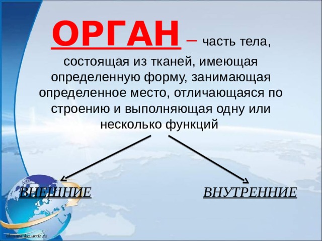 ОРГАН –  часть тела, состоящая из тканей, имеющая определенную форму, занимающая определенное место, отличающаяся по строению и выполняющая одну или несколько функций ВНЕШНИЕ  ВНУТРЕННИЕ 