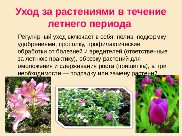 Уход за растениями в течение летнего периода   Регулярный уход включает в себя: полив, подкормку удобрениями, прополку, профилактические обработки от болезней и вредителей (ответственные за летнюю практику), обрезку растений для омоложения и сдерживания роста (прищипка), а при необходимости — подсадку или замену растений. 