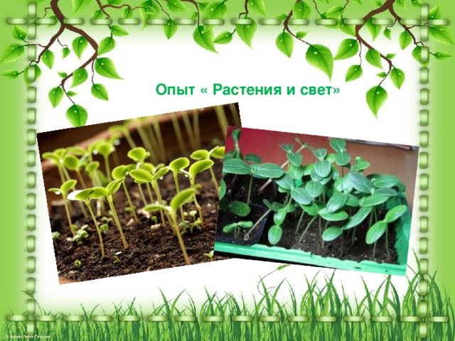 Опыт « Растения и свет»