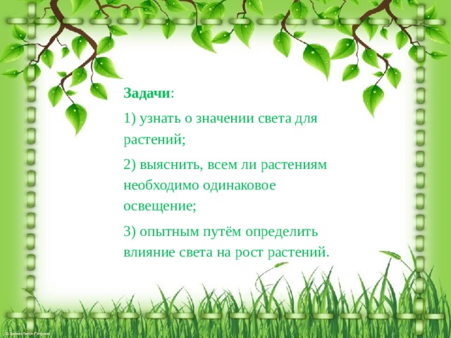 Задачи : 1) узнать о значении света для растений; 2) выяснить, всем ли растениям необходимо одинаковое освещение; 3) опытным путём определить влияние света на рост растений.