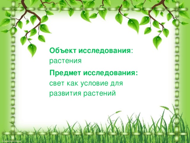 Объект исследования : растения Предмет исследования: свет как условие для развития растений