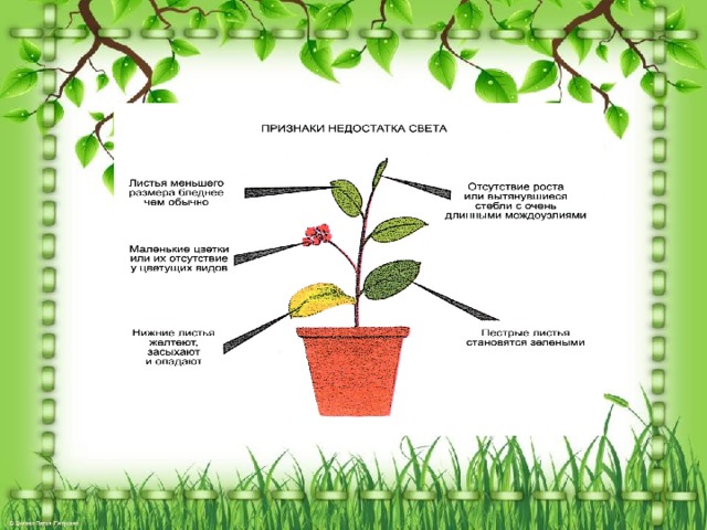 Светы значение слова. Значение света для растений. Значение света для растений схема. Как вы считаете каково значение света в жизни растений. Каково значение света в жизни растений 6 класс.