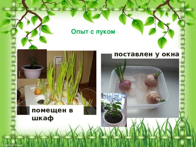 Опыт с луком поставлен у окна помещен в шкаф