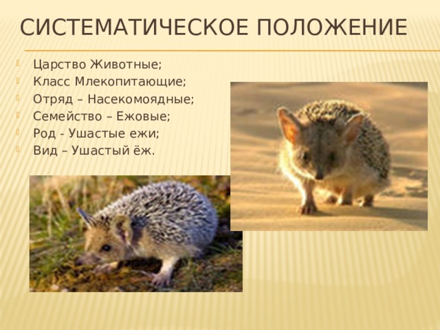 Еж систематик. Ушастый ёж царство. Систематика ежа ушастого. Ушастый еж систематика. Ушастый ёж классификация.