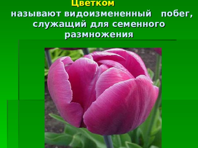 Цветком  называют видоизмененный побег, служащий для семенного размножения Цветком называют видоизмененный побег, служащий для семенного размножения. (Ученики записывают определение цветка.)