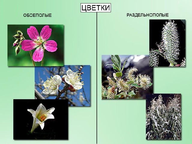 Цветки, в которых есть и тычинки, и пестик, называются однополыми . У некоторых растений цветки раздельнополые : только тычиночные или только пестичные. (Запись: «Раздельнополые цветки содержат или тычинки, или пестик».)