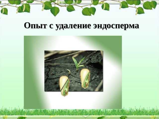 Рассмотрите рисунок на с 148 что доказывает опыт с удалением эндосперма кратко