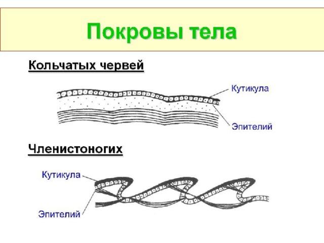 Покровы тела рисунок