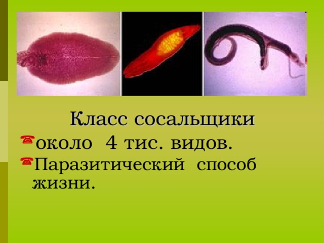  Эндопаразиты –  это внутренние паразиты, паразитические организмы, живущие во внутренних органах животных и растений.  