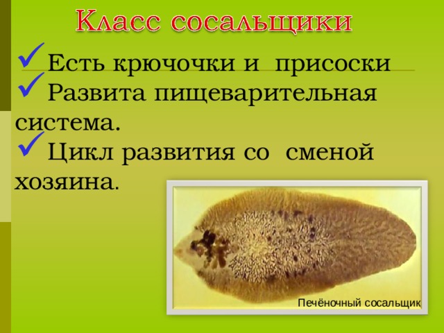 Класс сосальщики около 4 тис. видов. Паразитический способ жизни.  