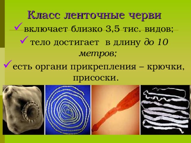 Есть крючочки и присоски Развита пищеварительная система. Цикл развития со сменой хозяина .   Печёночный сосальщик 13 13 