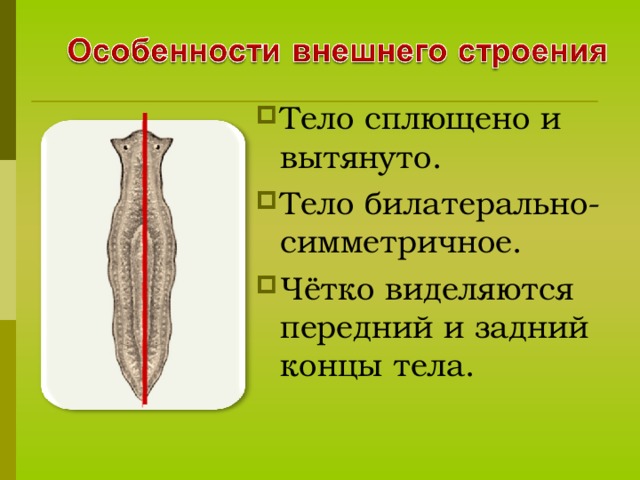 Отсутствуют органи пищеварения, дыхания, нервной системы.  Большая плодовитость  Кутикула — плотная оболчка тела червя. . 13 13 