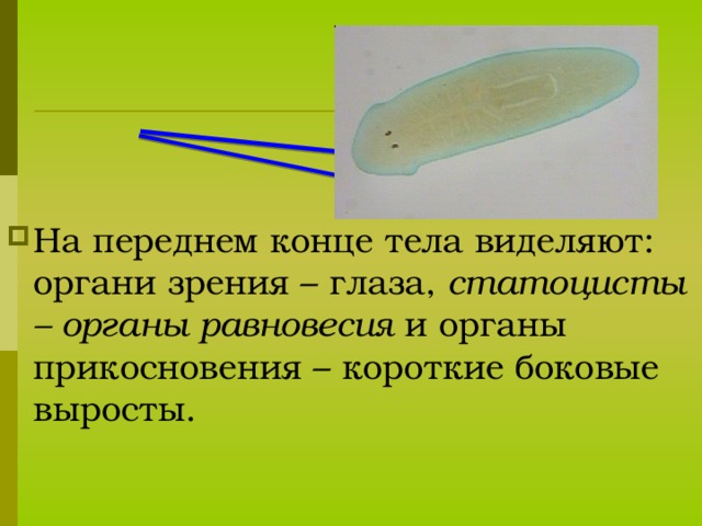 Тело сплющено и вытянуто. Тело билатерально- симметричное. Чётко виделяются передний и задний концы тела. 13 13 