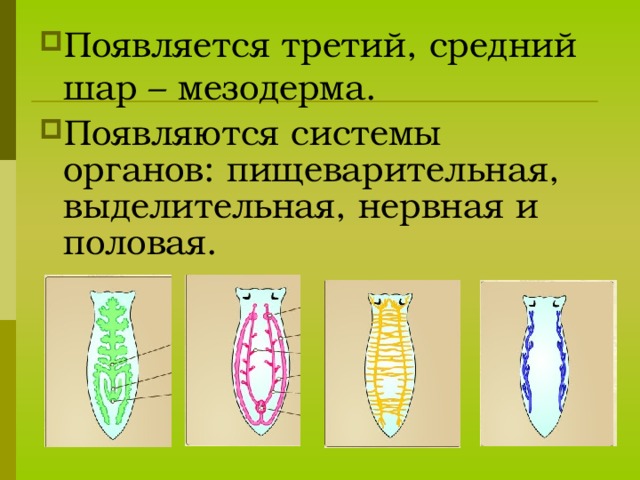 Системы органов - совокупность органов одного происхождения,  которые имеют общие черты строения, а также выполняют одинаковую функцию. 