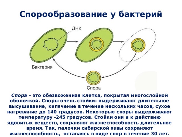Чем отличается спора гриба от споры бактерии. Образование спор у бактерий 5 класс биология. Процесс спорообразования у бактерий.