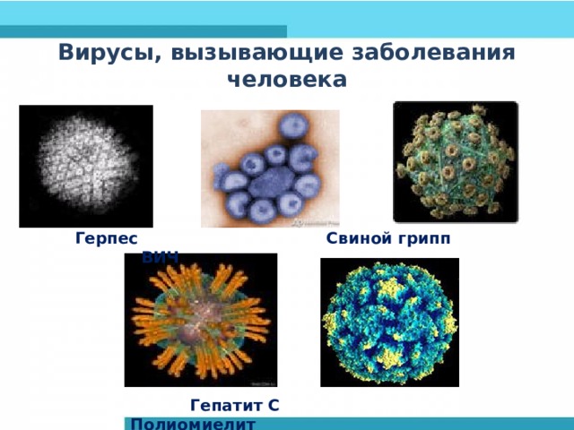 Вирусы, вызывающие заболевания человека  Герпес Свиной грипп ВИЧ   Гепатит С Полиомиелит 