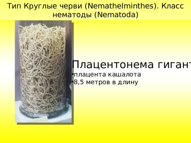 Тип Круглые черви ( Nemathelminthes ). Класс нематоды (Nematoda) Плацентонема гигантская плацента кашалота 8,5 метров в длину 