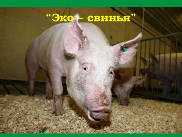 “ Эко – свинья” 