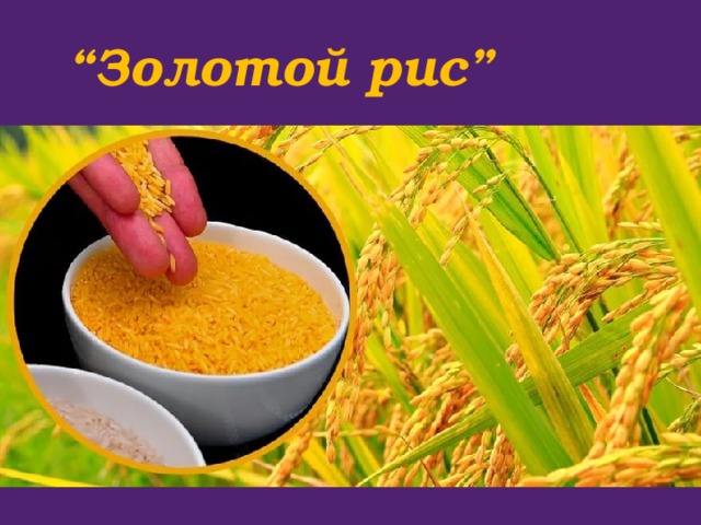 “ Золотой рис” 